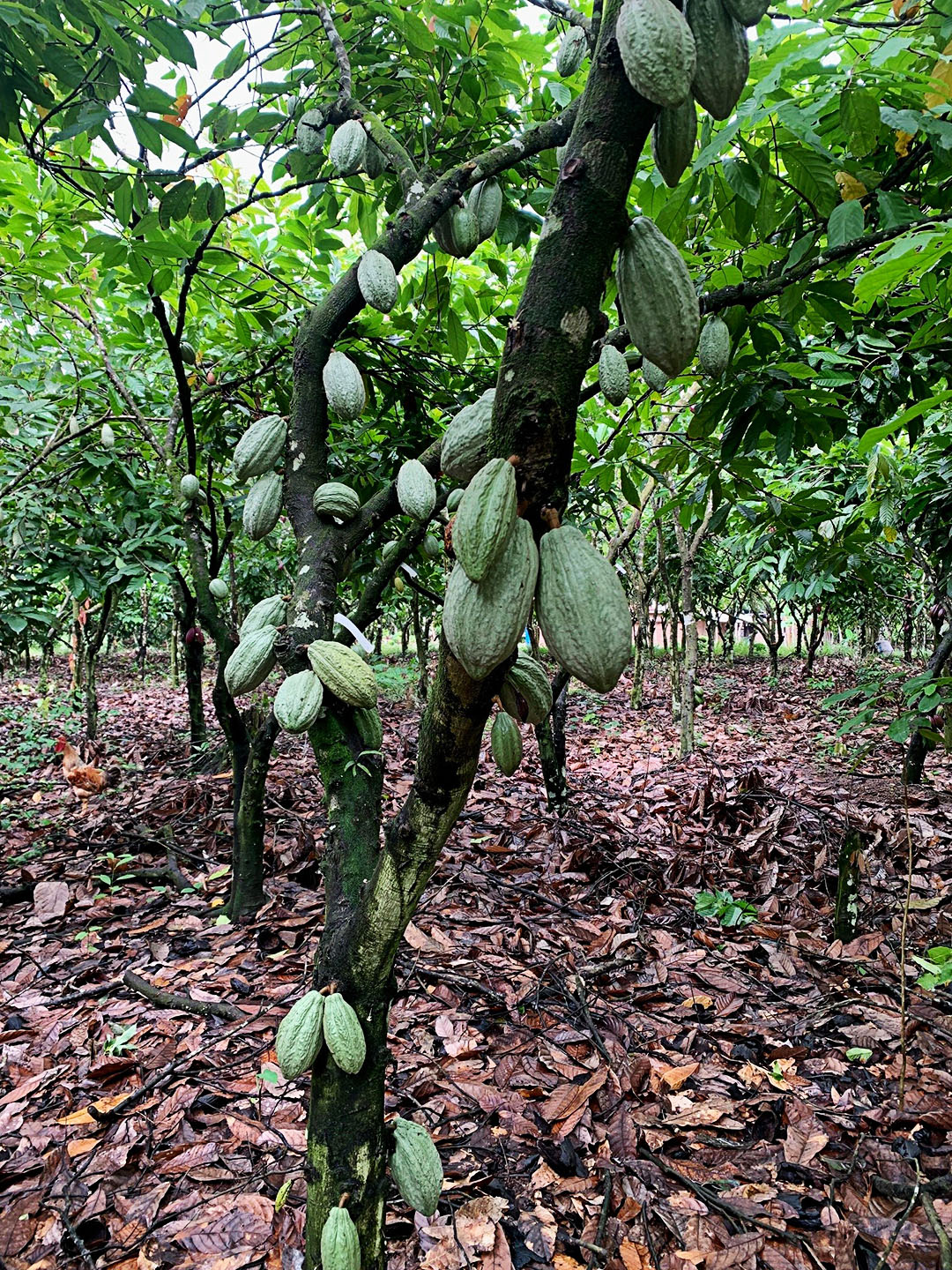 cocoa pods on a tree